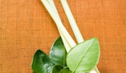 Tác dụng chữa bệnh thần kì của cây sả 