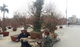 Chở cây cảnh thuê kiếm hơn chục triệu đồng dịp Tết
