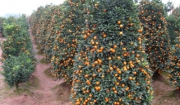 'Đào để đuổi tà, quất để cầu an, không nên chọn bừa'