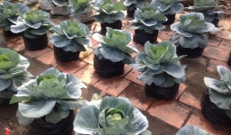 Kiểng rau màu chưng Tết hút hàng vì ăn được