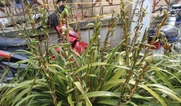 Chậu lan Sapa cao hơn 1m giá chỉ 3 triệu đồng