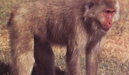 Chuyện lạ lùng về chó mặt người ở Nhật Bản