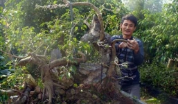 Nghề cắt lá ra tiền và những nhát kéo tiền triệu