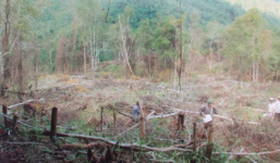 Người trồng rừng trở thành lâm tặc: “Anh An không phạm tội”