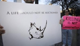 Giấy phép săn tê giác được bán với giá gần 8 tỷ