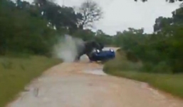 Clip voi làm lật xe du khách trong công viên