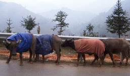 Miền Bắc thiệt hại nặng nề vì rét đậm, rét hại