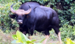 Ly kỳ chuyện bò tót ở Việt Nam