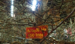 Ngắm cây mai giá sốc 500 triệu ở miền Tây