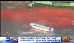 Phương Tây bàng hoàng trước cảnh tàn sát cá heo đẫm máu của Nhật Bản