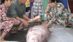 Vợ chồng ngư dân bắt được cá Hô nặng gần 1 tạ