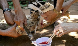 'Tất niên' bằng thịt vịt, một người tử vong vì cúm H5N1