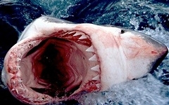 Cận cảnh những 'quái vật đại dương' đáng sợ nhất hành tinh