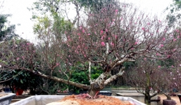 Những cây cảnh Tết giá trăm triệu hút hồn giới mày râu