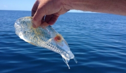 Bắt được sinh vật đầu tôm mình cá trong suốt ở New Zealand