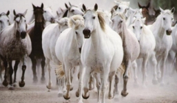 Những cái tên tránh đặt cho con trong năm Ngọ 2014