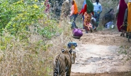 Ấn Độ hạ sát con hổ ăn thịt nhiều phụ nữ