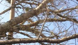 Cận cảnh cây đào đá giá 100 triệu đồng