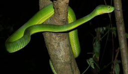 Phải cưa tay vì bị rắn lục đuôi đỏ cắn