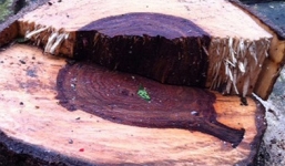 Tin đồn đi đánh cá bắt được gỗ sưa tiền tỷ: Bỏ việc, lặn suối tìm... lộc trời