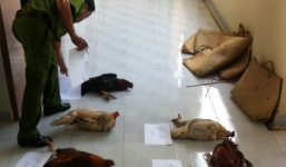 Phá trường gà, bắt quả tang 74 con bạc đang sát phạt