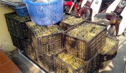 Sẵn sàng cho quay phim để giám sát chất lượng bánh chưng Tết