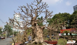 Cây mai cổ thụ giá 1,8 tỷ