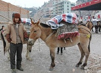 Cưỡi lừa về quê ăn Tết để tránh tắc tàu xe