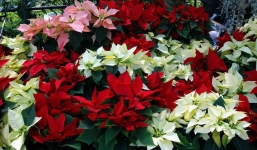 Hoa cắm ngày Tết và ý nghĩa của mỗi loài