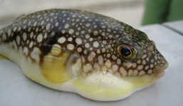 Liên hoan cuối năm, tử vong vì ăn thịt cá nóc