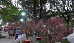 Độc đáo chợ đào Bắc giữa Sài Gòn