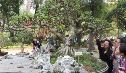 ‘Kì hoa dị thảo’ tiền tỷ hội tụ tại Sài Gòn