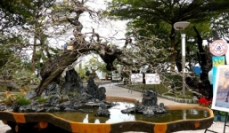 Cây me cảnh có giá gần 1,5 tỷ đồng