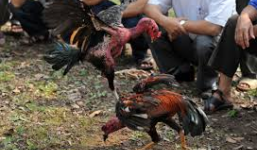 Đánh sập trường gà ngay cận Tết