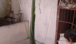 Lạ kỳ quả bầu dài gần 2m