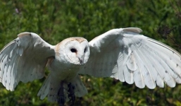 Con trai nhập vào 'chim thần' uống rượu trong đám tang của mẹ