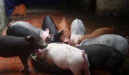 Đầu xuân ngắm đàn lợn ngũ sắc kỳ lạ ở Hà Nội