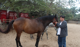Gặp “đại gia” mua cả đàn ngựa về chơi năm Ngọ