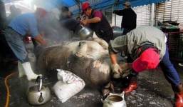 Cận cảnh 'Thần lợn' khổng lồ nặng gần 1 tấn