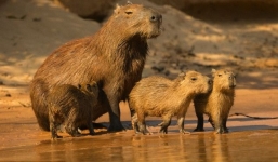 Chuột có thể sẽ to hơn bò trong tương lai