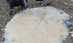 Phát hiện sứa khổng lồ bí ẩn dạt vào bờ biển