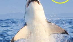 Cá mập trắng gãy răng sau cú đớp mồi quá mạnh