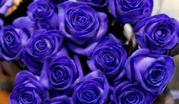 Hơn 5 triệu đồng một bó hồng xanh Valentine