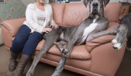 Cận cảnh chú chó lớn nhất nước Anh, cao 2,2 mét, nặng 70 kg