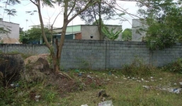 Cây liễu 'ma ám' và số 3 tang tóc