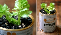 Độc chiêu trồng rau Thạch Sanh, ăn hết lại có