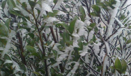 Nhiệt độ xuống -3 độ, băng tuyết phủ trắng Mẫu Sơn