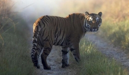 Ấn Độ: Hổ dữ né bẫy, giết người thứ 10 trong 6 tuần