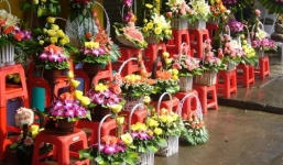 Lễ Valentine: Hoa hồng tăng giá gấp 4 lần