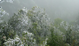 Thêm không khí lạnh tăng cường, băng giá phủ trắng Sa Pa